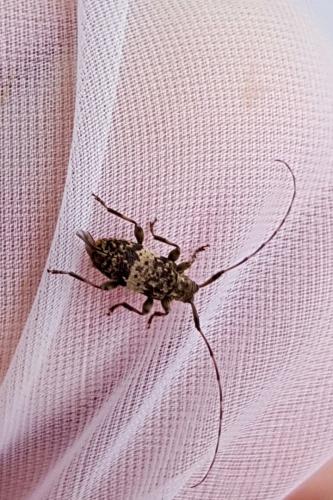Réf. 235 320 : Leiopus nebulosus